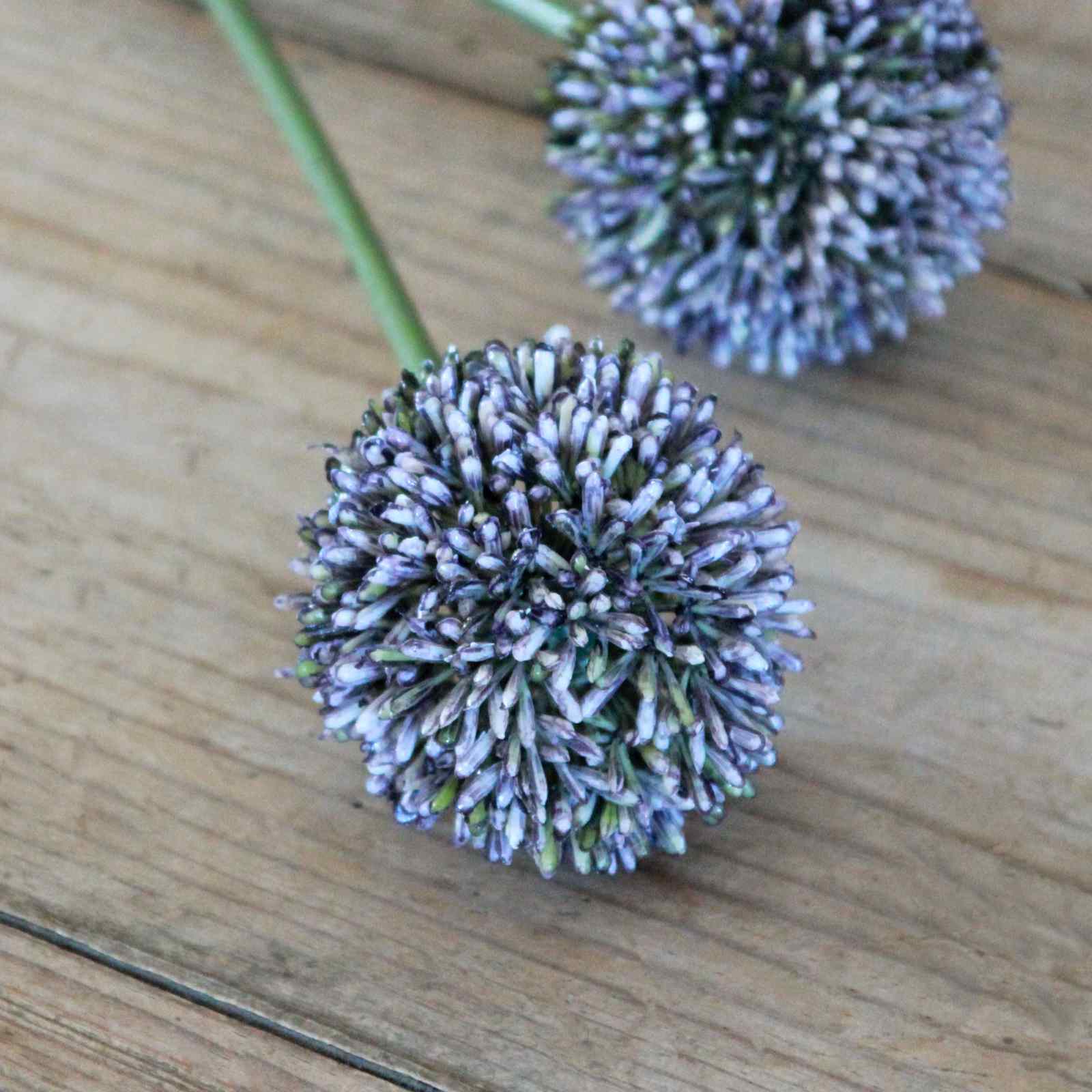 Hedgerow Allium - Blue