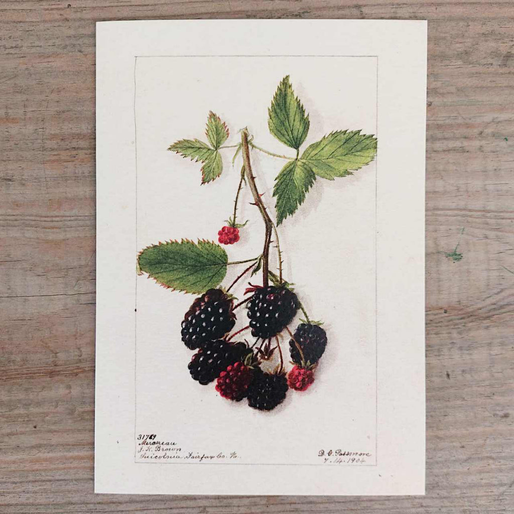 Blackberry Vintage Greeting Card