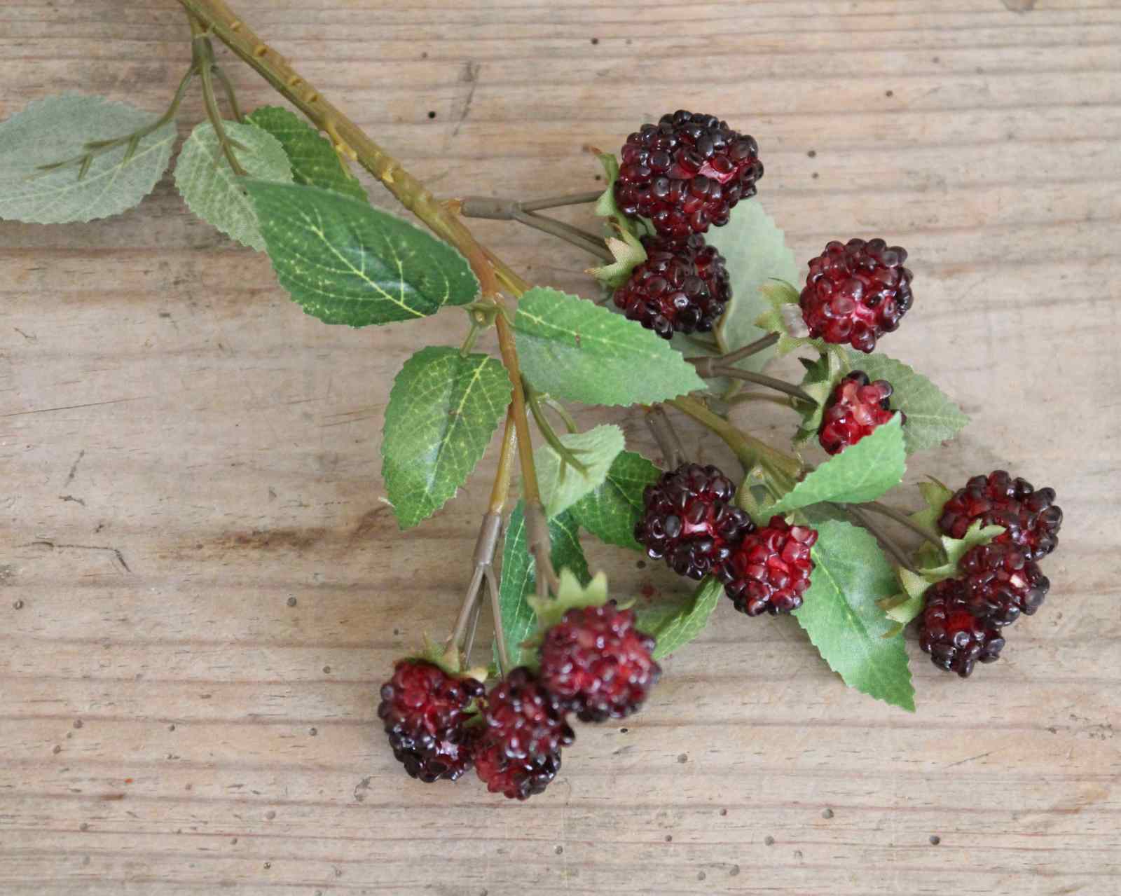 Autumn Blackberry Stem