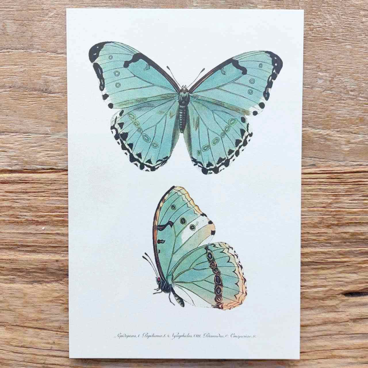 Vintage Butterfly Postcard