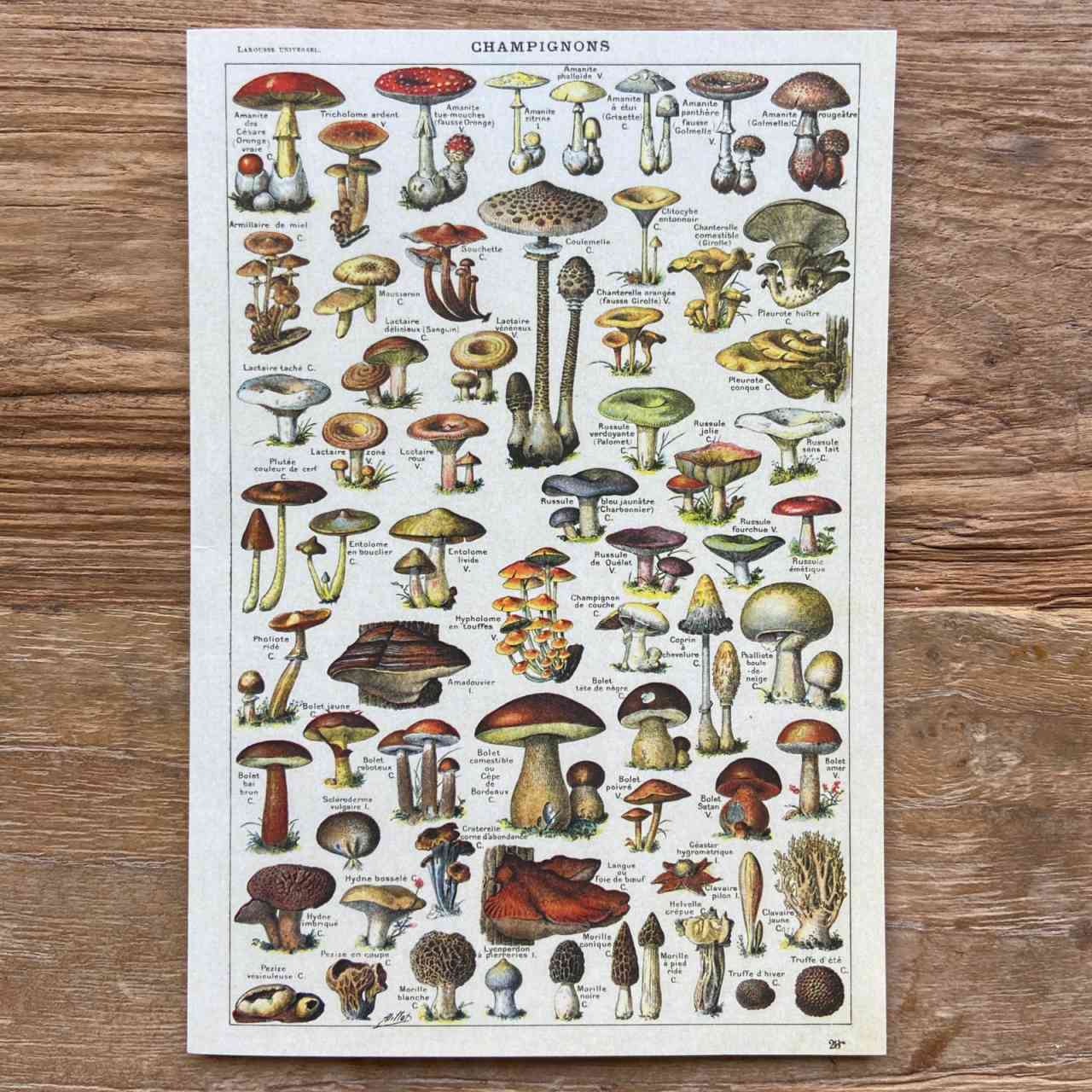 Champignons - Vintage Greeting Card