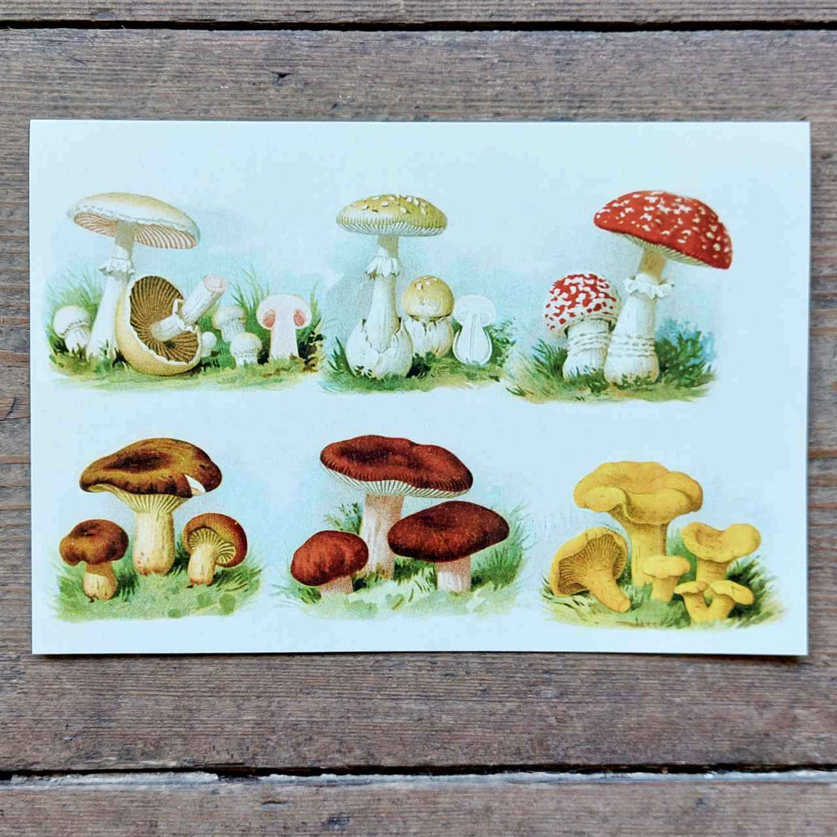 Colourful Toadstools - Vintage Greeting Card | Closet & Botts