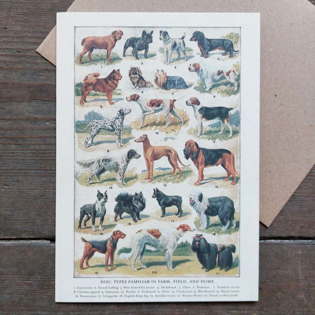 Dog Breeds - Vintage Greeting Card