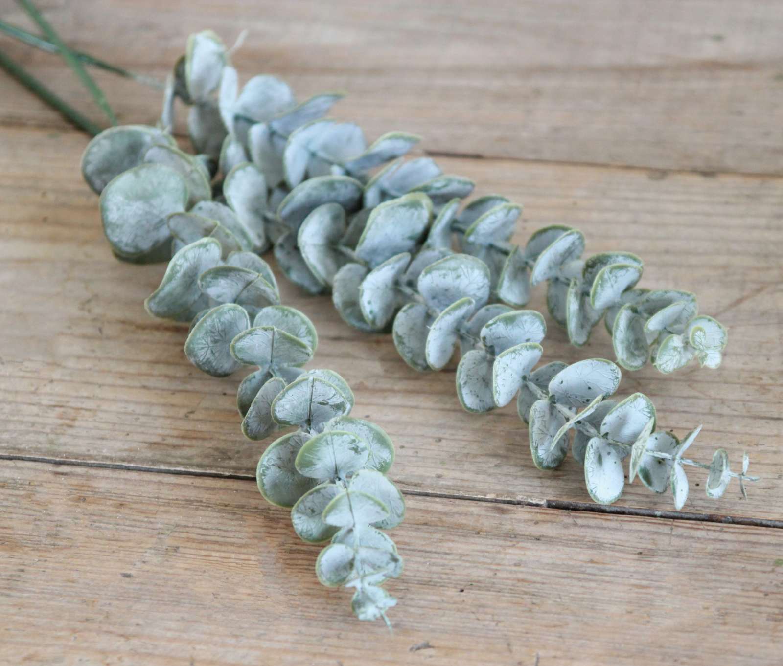 Dusted Eucalyptus Stem