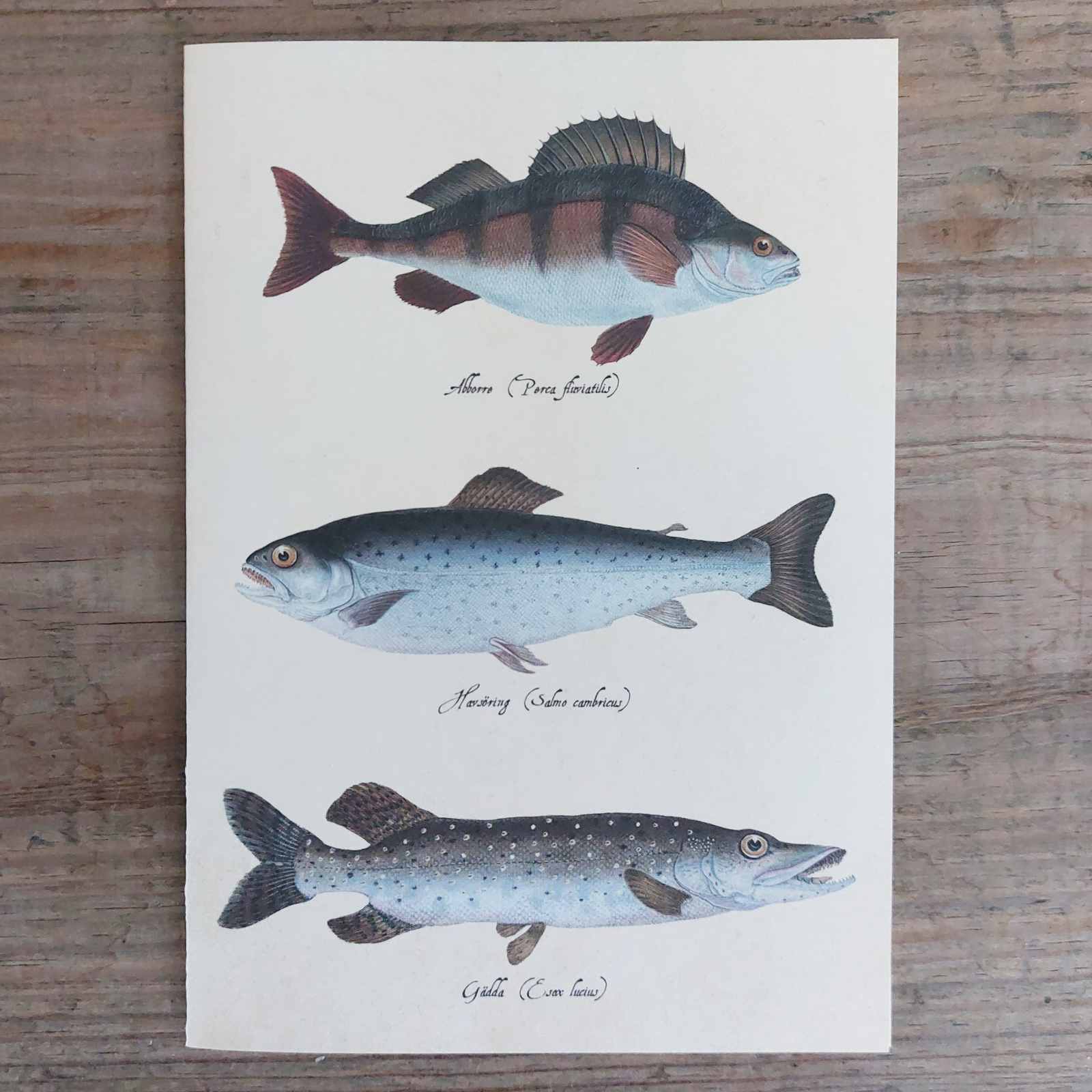 Fish - Vintage Greeting Card