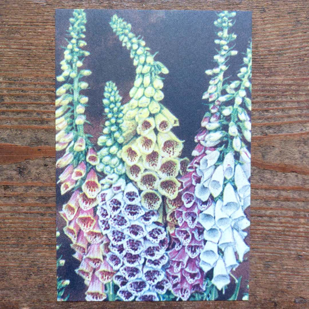 Vintage Flower Postcard - Foxgloves