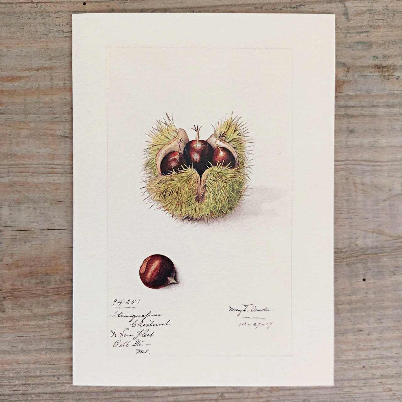 Chestnut Vintage Greeting Card