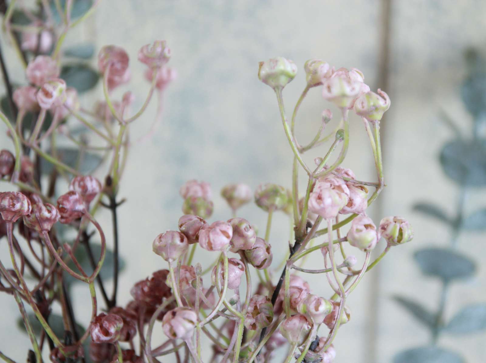 Dried Linum Spray