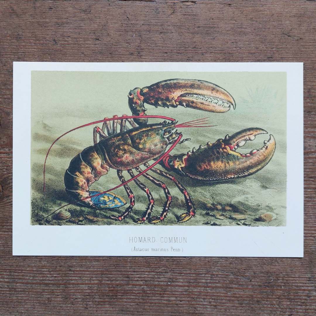 Vintage Lobster Postcard