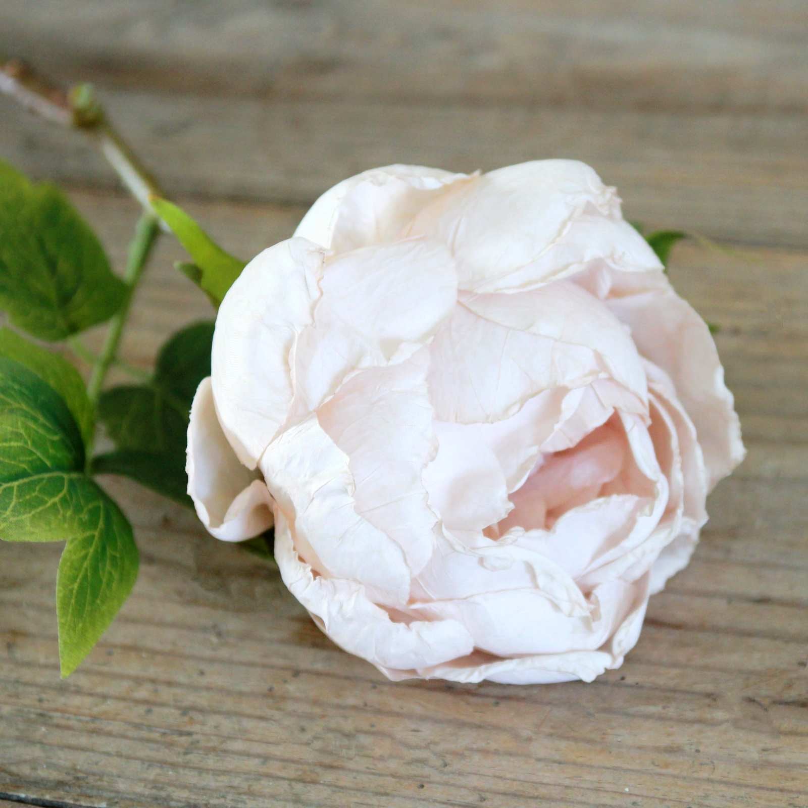 Silk Flower - Dried Peony - Oyster