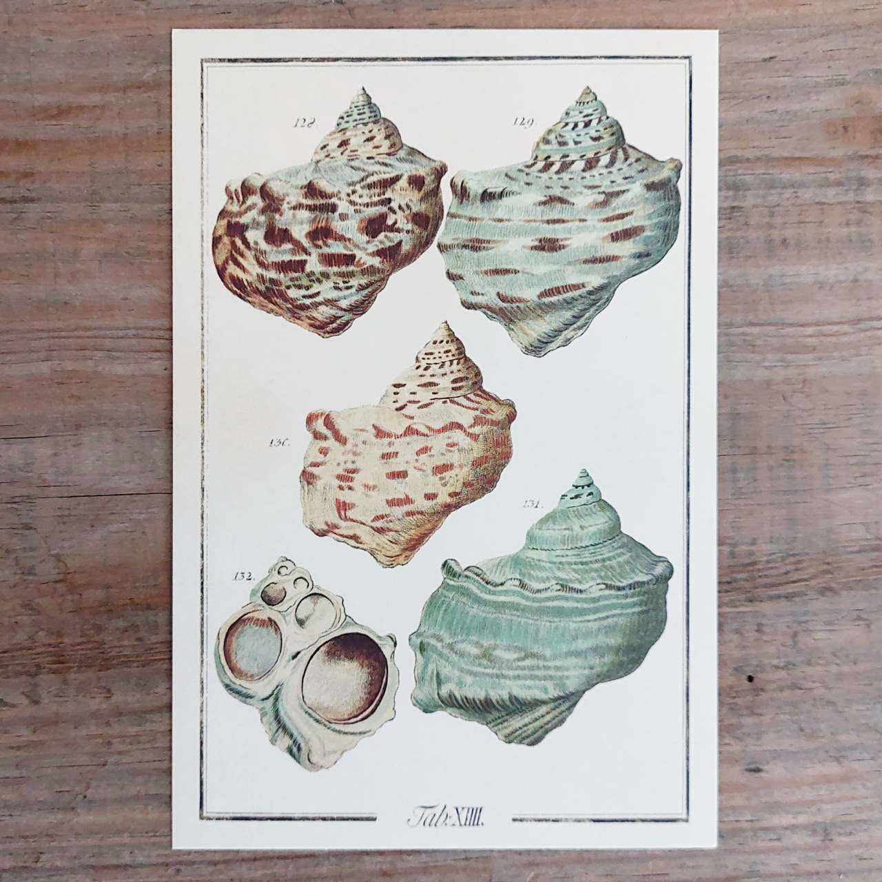 Vintage Shells Postcard