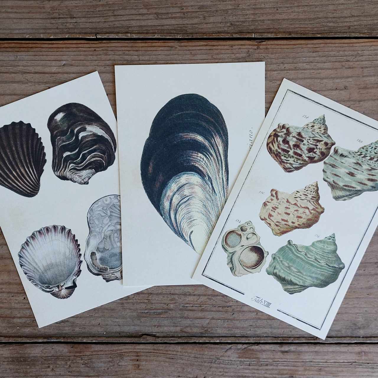 Vintage Shell Postcard