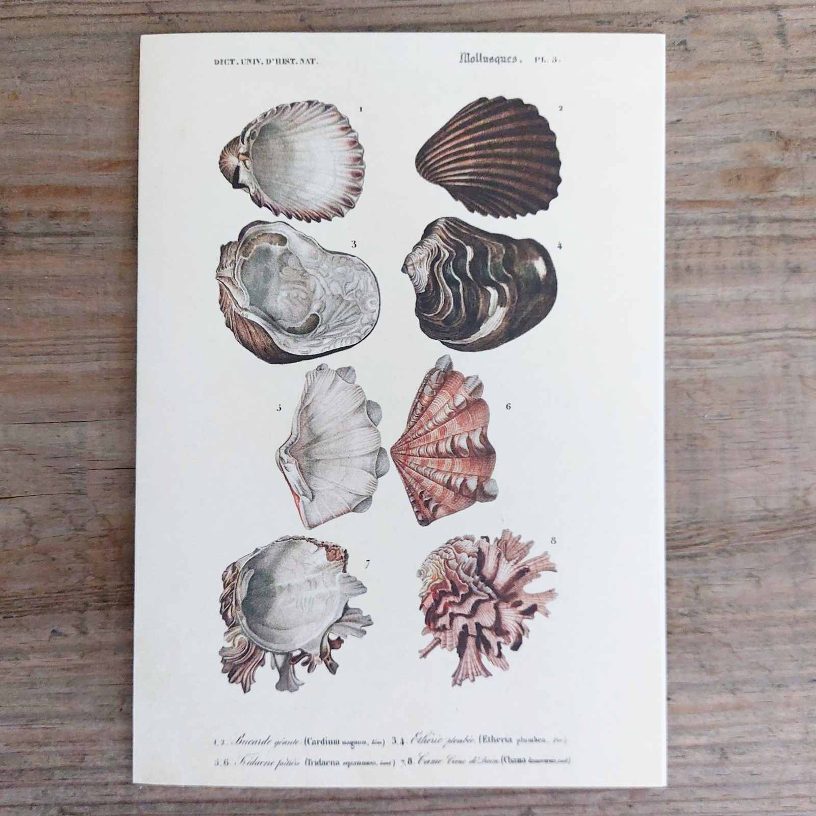 Sea Shells - Vintage Greeting Card