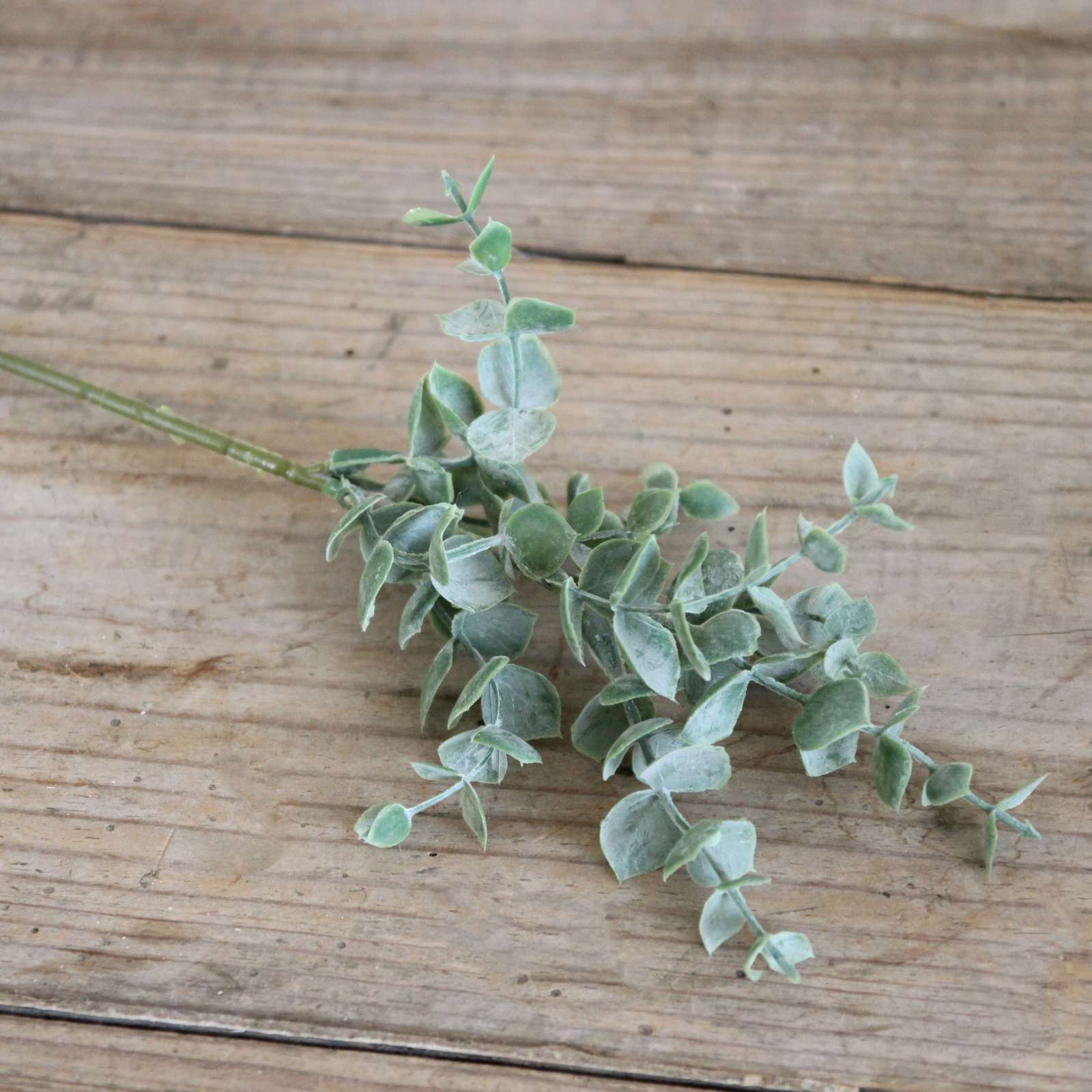 Mini Eucalyptus Sprig