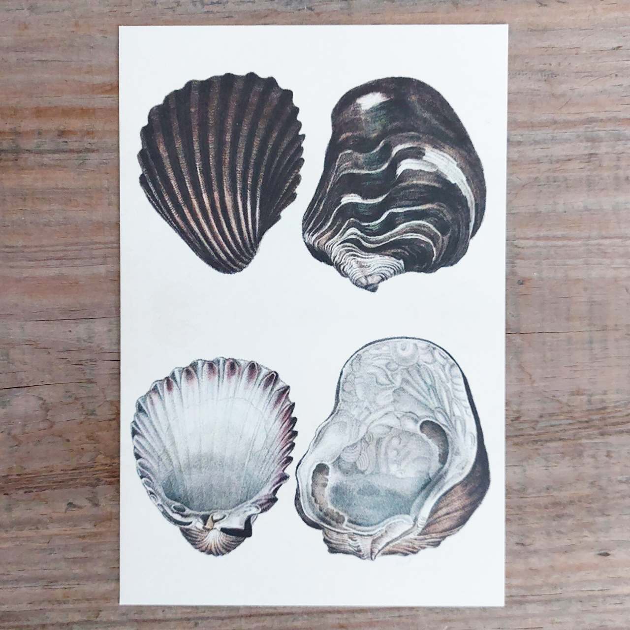 Vintage Oyster Shells Postcard