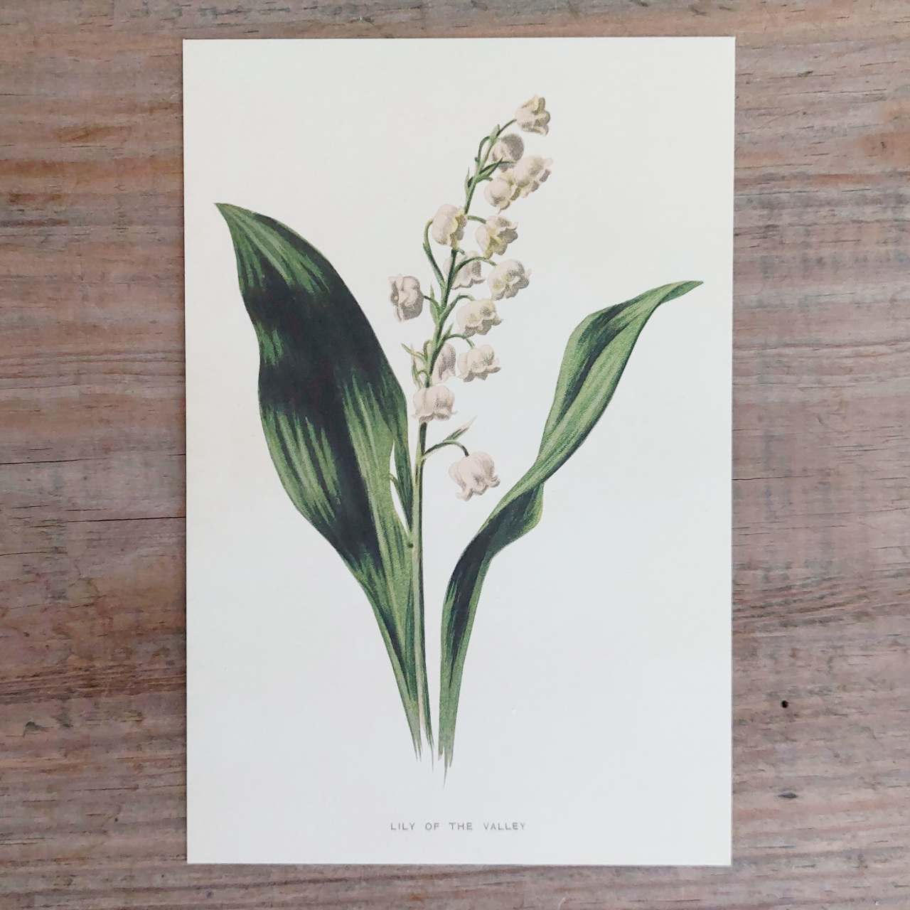 Vintage Flower Postcard Lily of the Valley