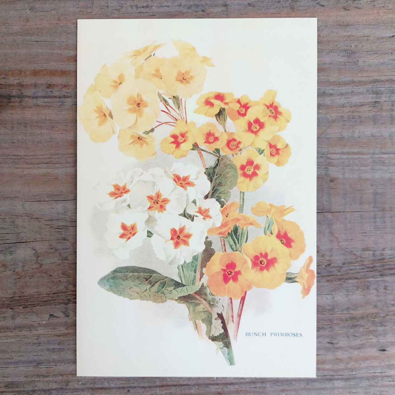 Vintage Flower Postcard Primroses