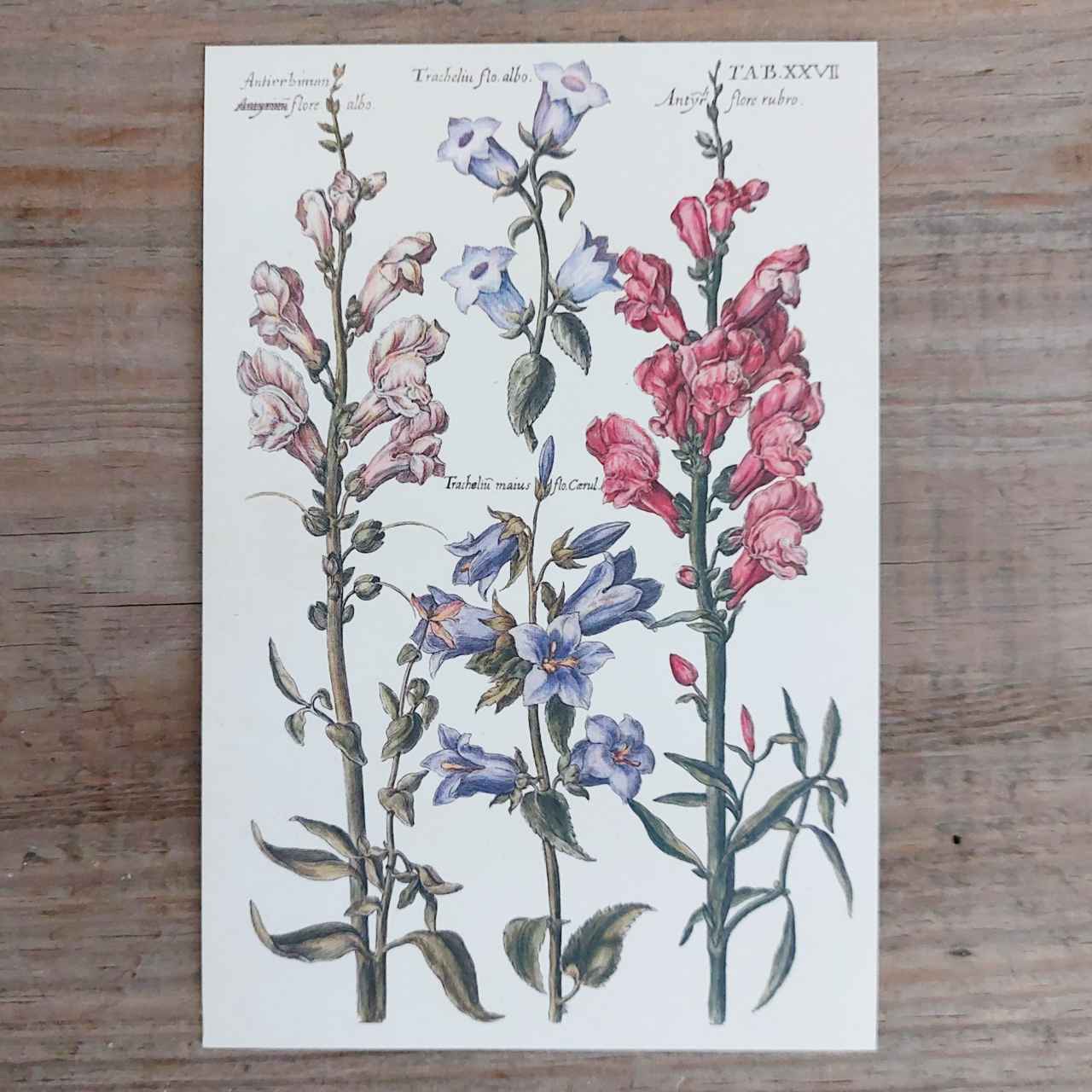 Vintage Flower Postcard Snapdragons