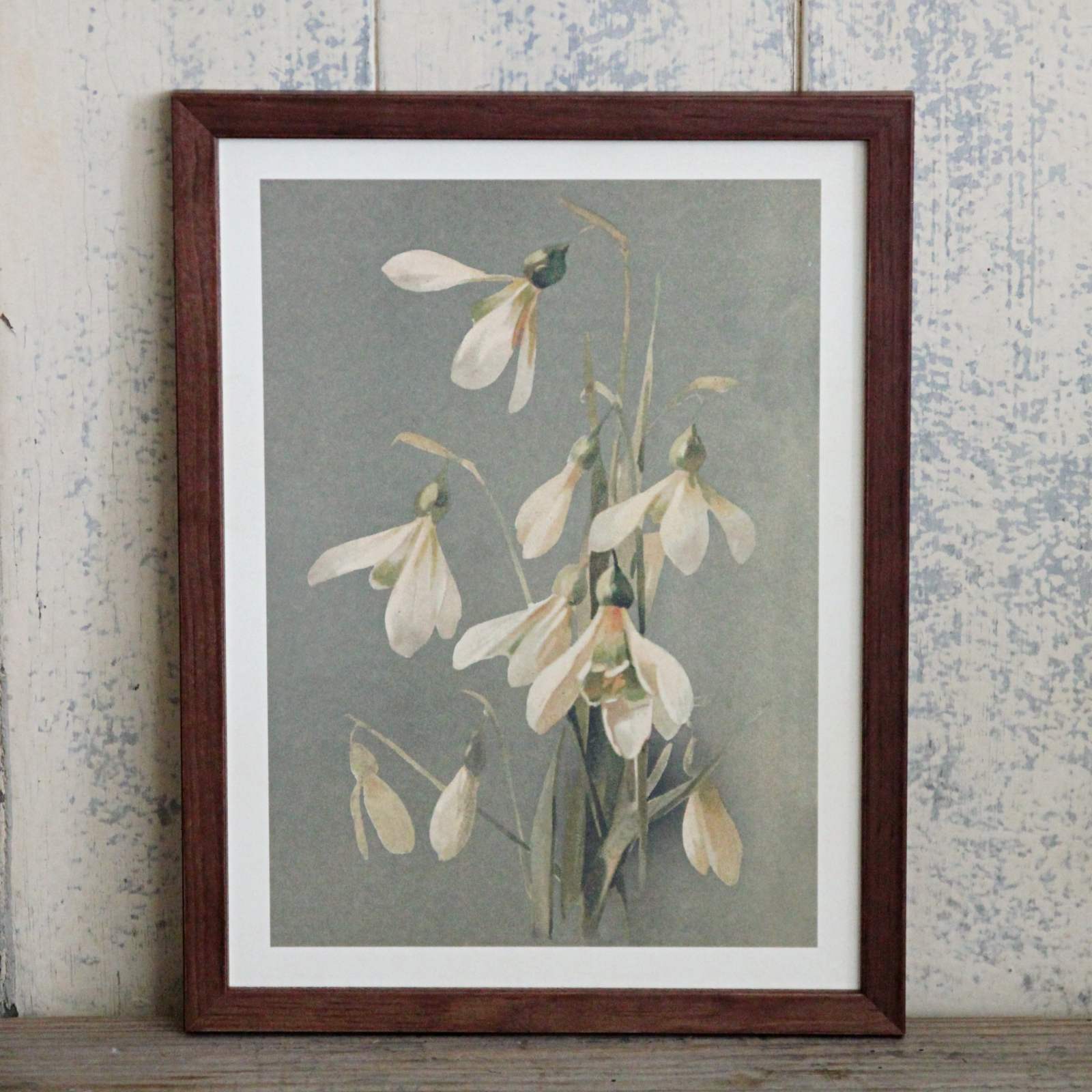 Framed Vintage Flower Print - Snowdrops